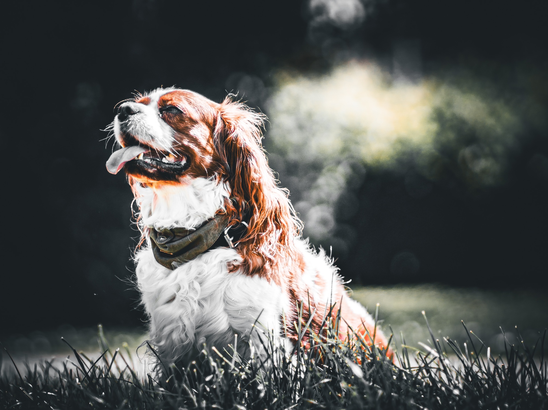 Cavalier King Charles assis dans l'herbe