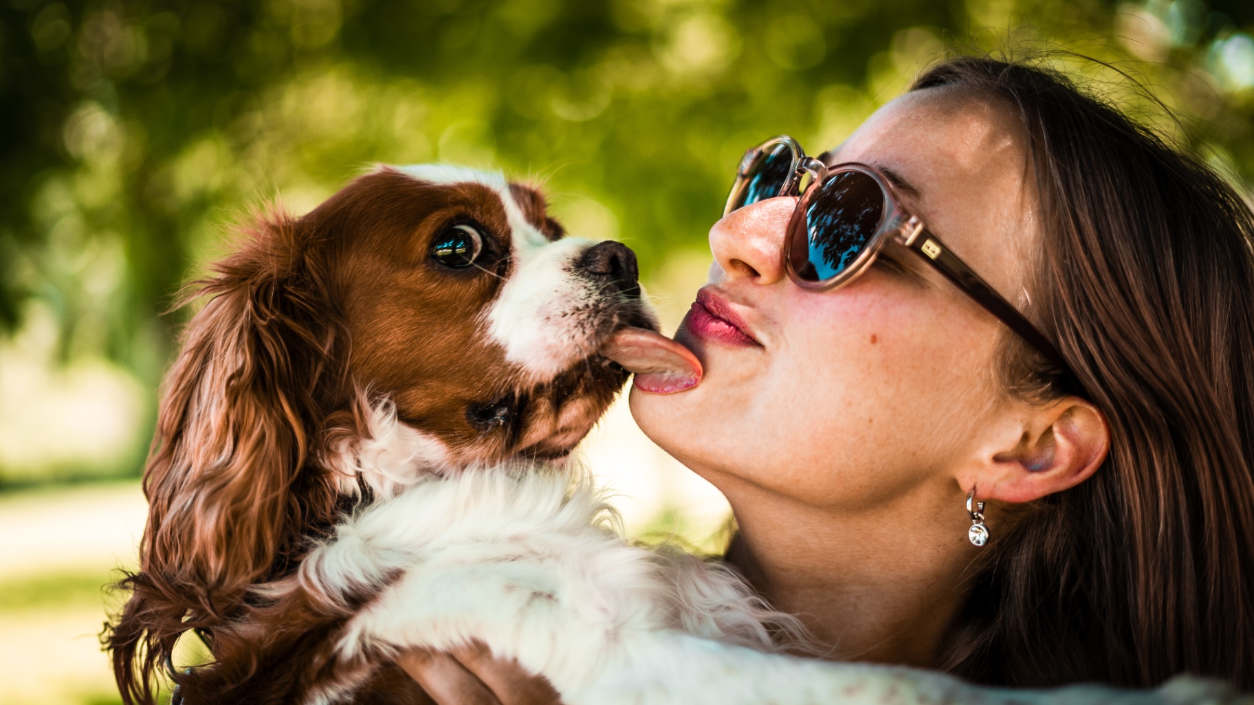 Cavalier King Charles donnant un baiser à sa propriétaire