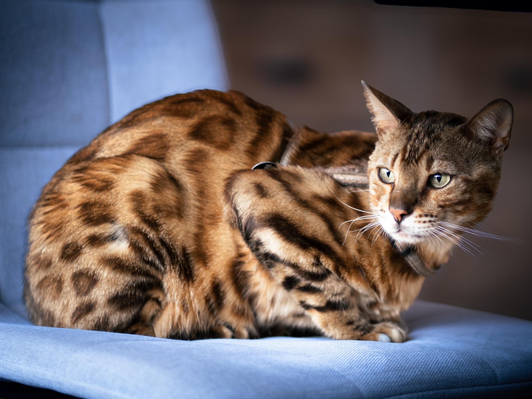 Chat Bengal installé sur un coussin bleu