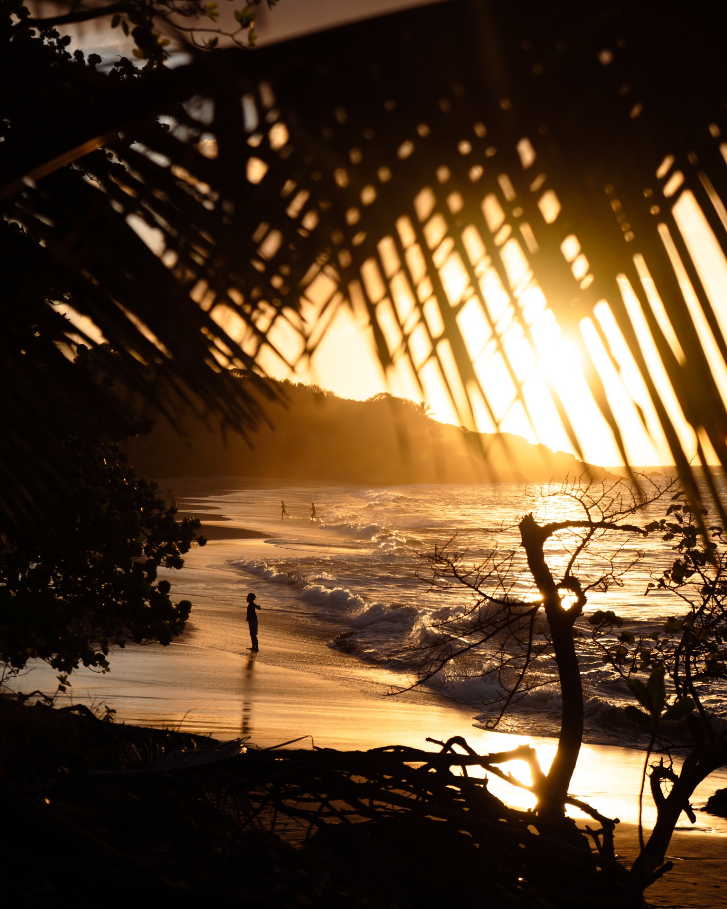 Coucher de soleil sur la plage à travers les feuillages