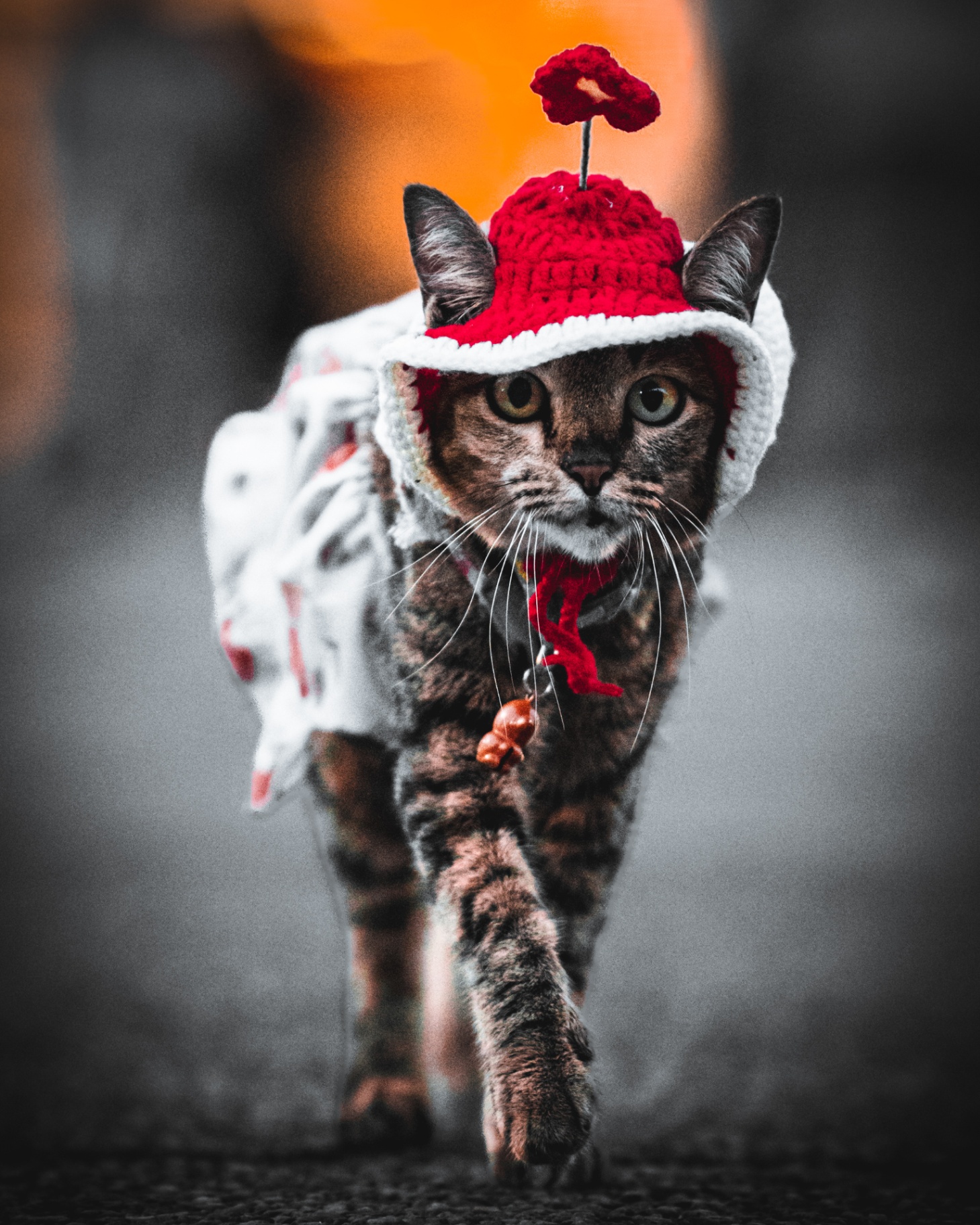 Chat Bengal déguisé pour les fêtes