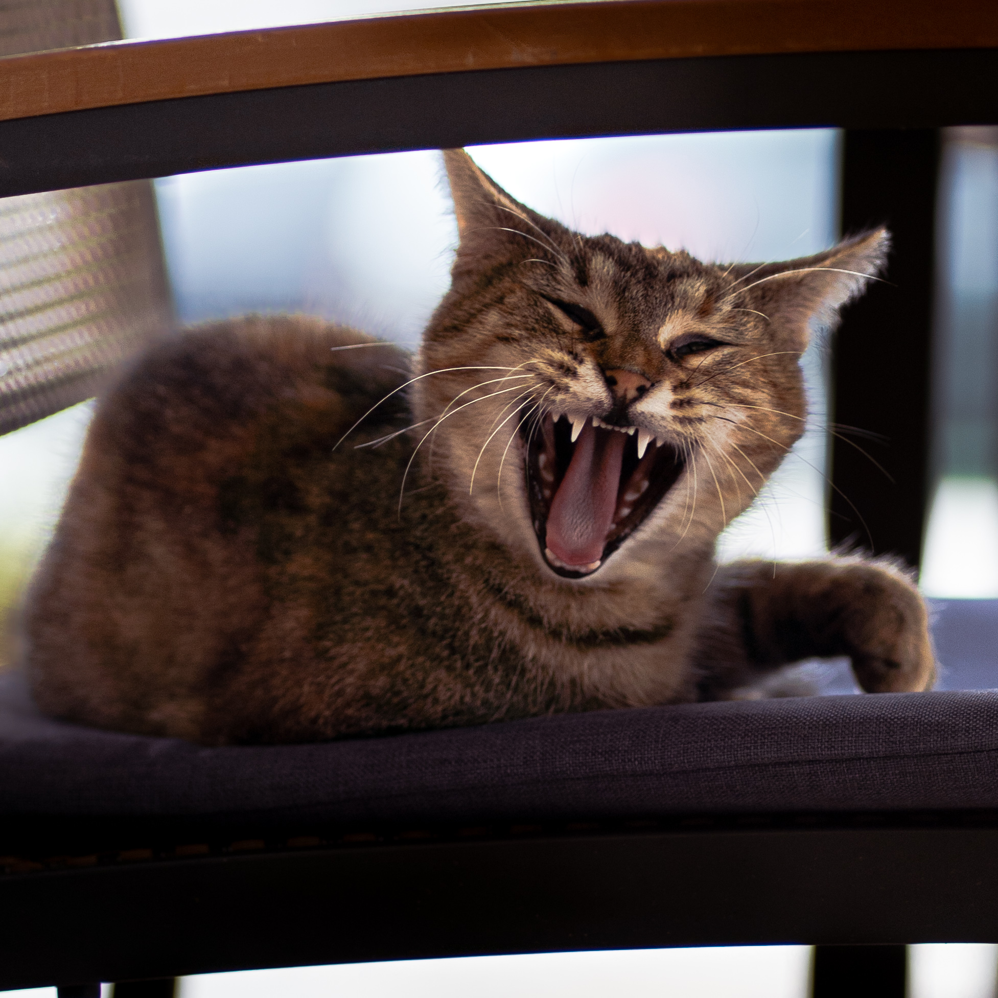 Chat tigré baillant sur une chaise