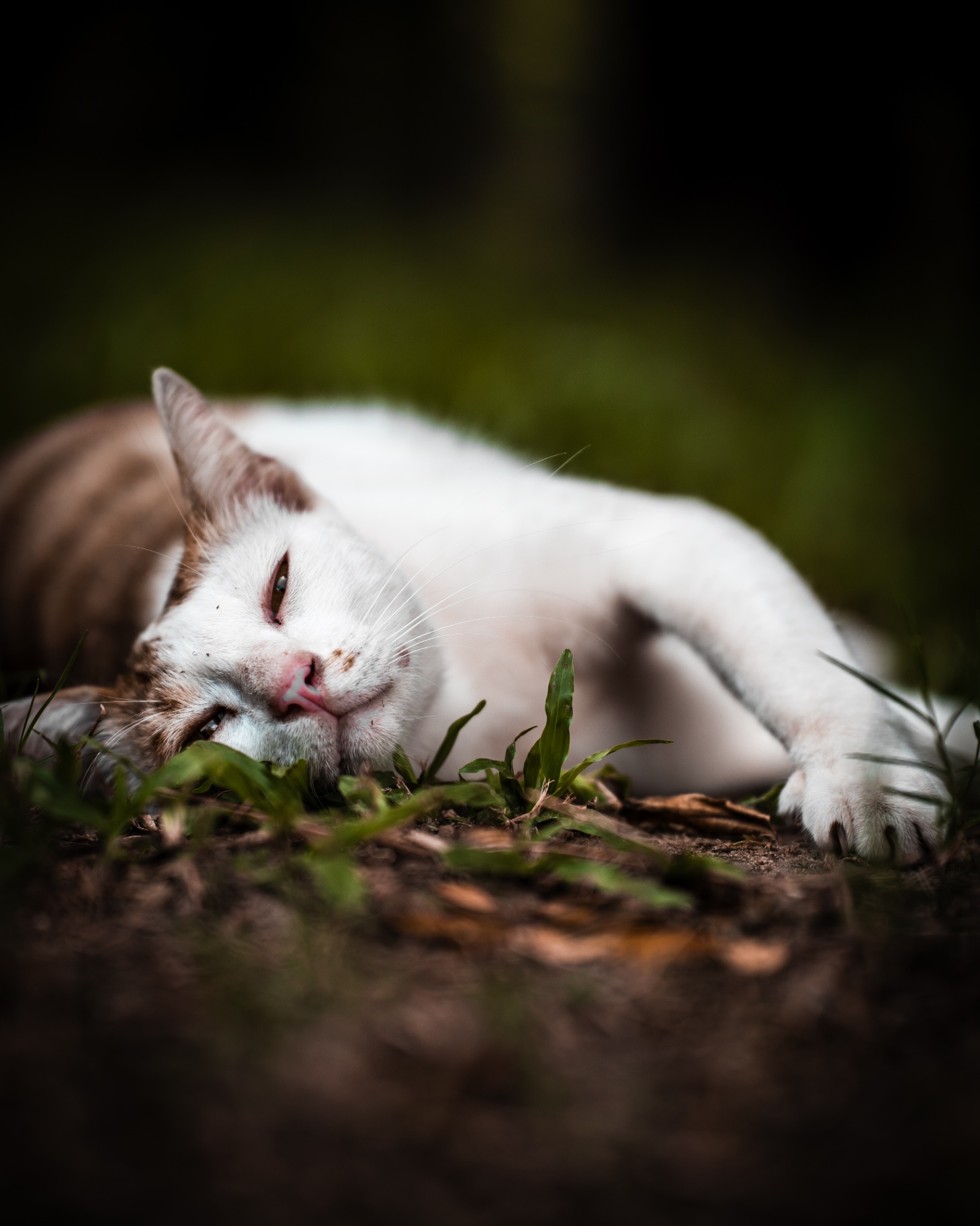 Chat blanc et tigré allongé dans l'herbe