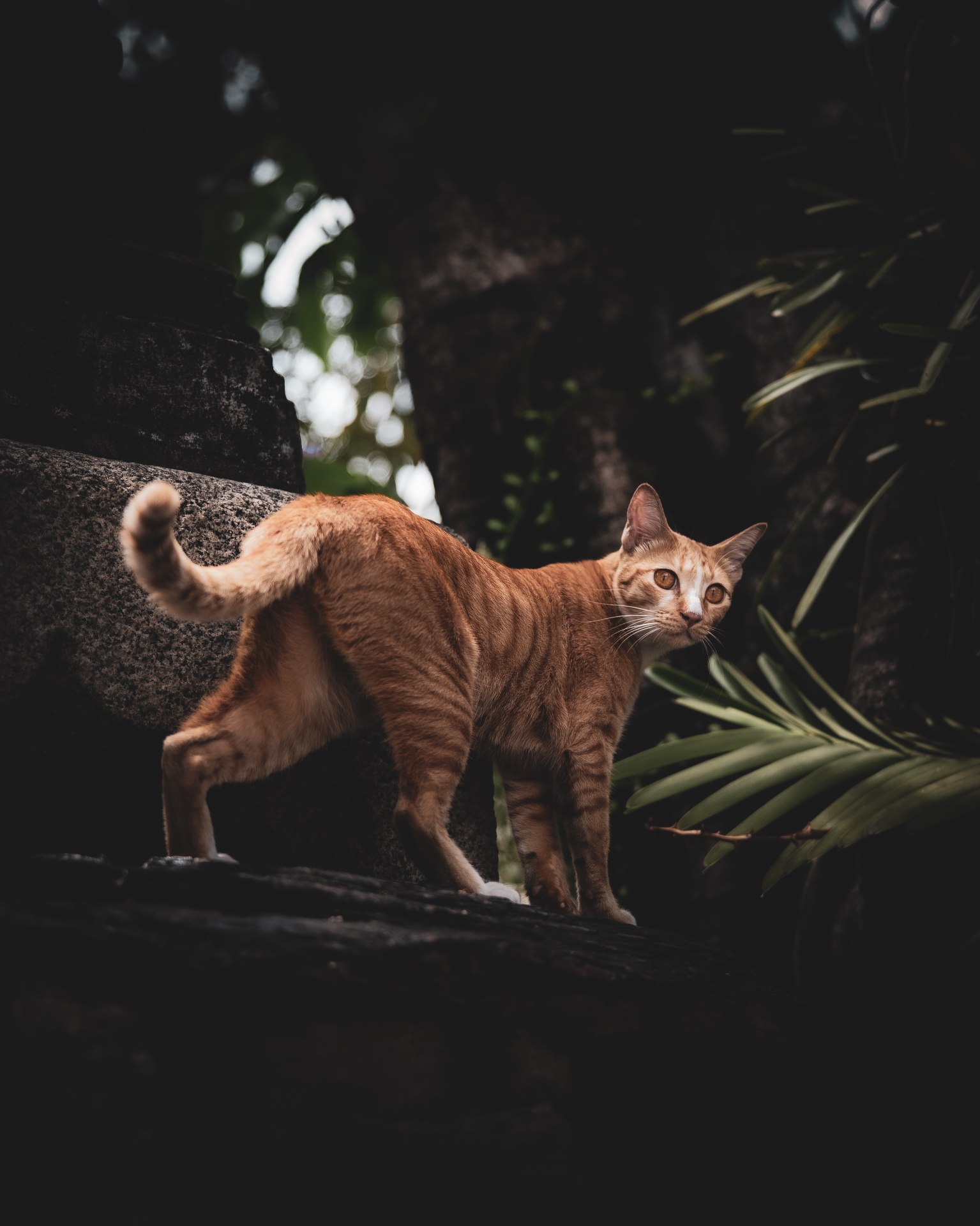 Chat tigré roux dans la végétation