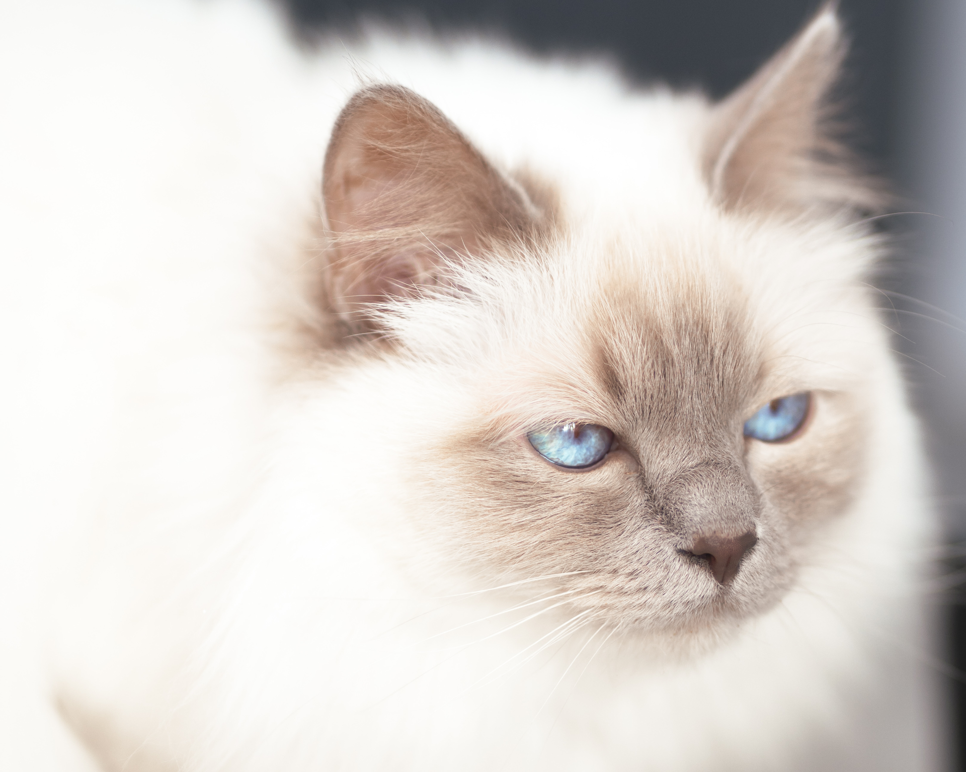 Chat aux yeux bleus, portrait doux