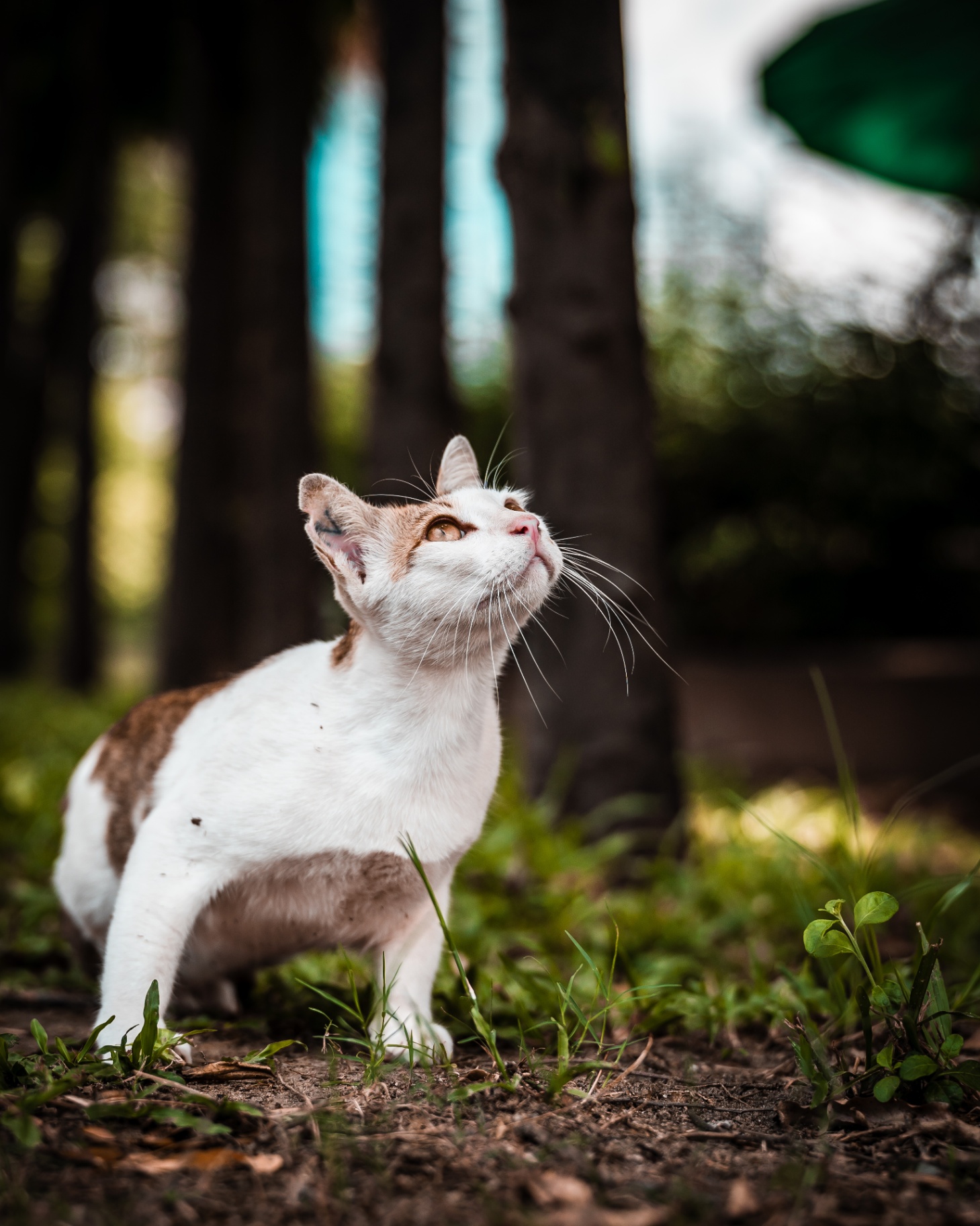 Chat blanc et tigré regardant vers le ciel